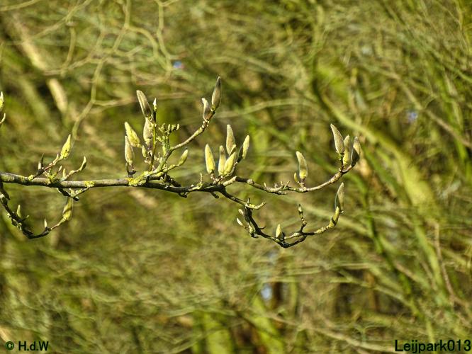 Leijpark013 22 & 23 & 24 February 2022