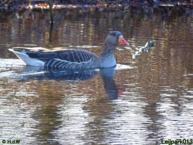 Leijpark013 22 & 23 & 24 February 2022