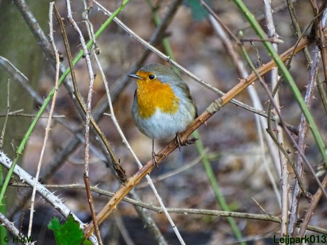 Leijpark013 22 & 23 & 24 February 2022