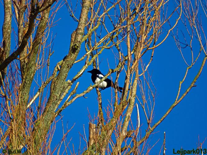 Leijpark013 22 & 23 & 24 February 2022