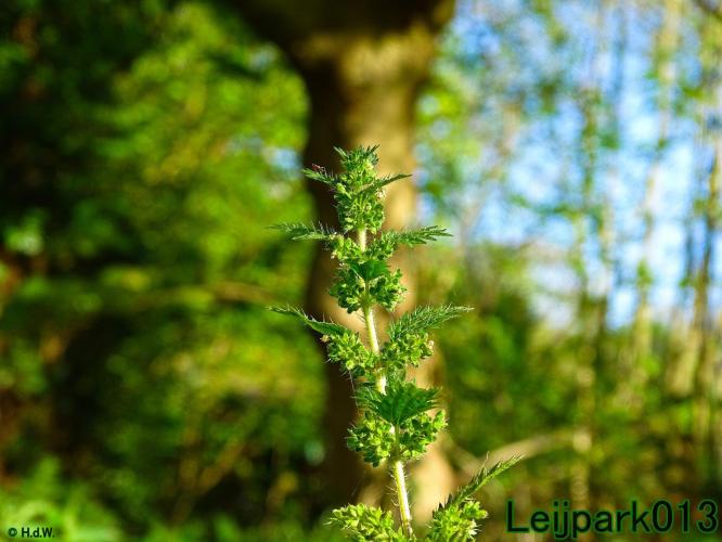 Leijpark013 Small nettle