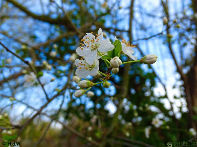 Leijpark013  26 &amp; 27 &amp; 28 februari 2022