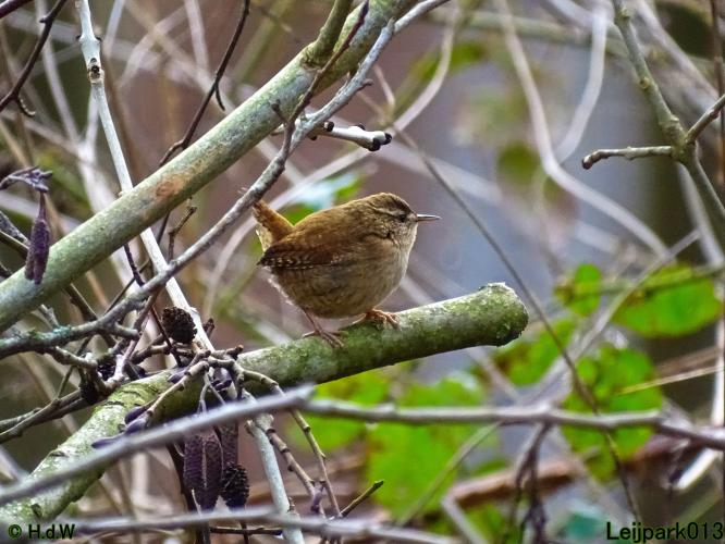 Leijpark013  26 &amp; 27 &amp; 28 februari 2022