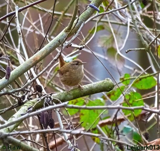 Leijpark013  26 &amp; 27 &amp; 28 februari 2022