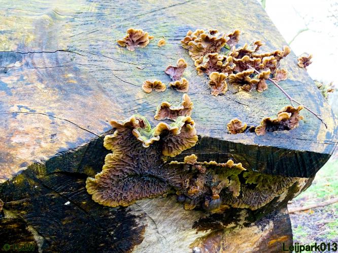 Leijpark013  26 &amp; 27 &amp; 28 februari 2022