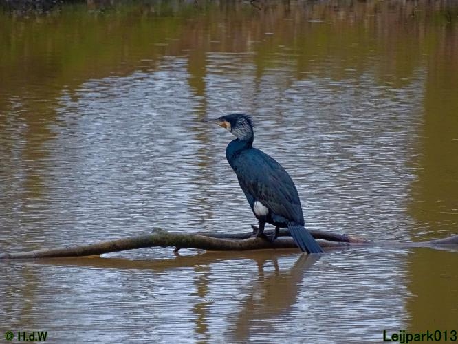 Leijpark013  26 &amp; 27 &amp; 28 februari 2022