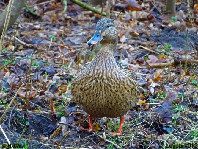 Leijpark013  26 &amp; 27 &amp; 28 februari 2022