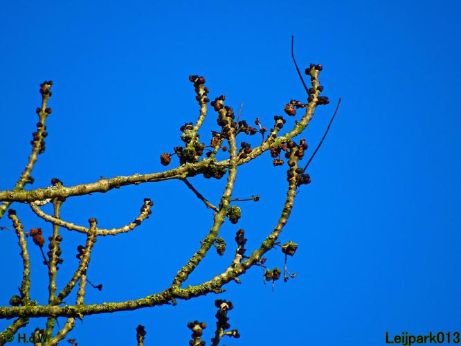 Leijpark013  26 &amp; 27 &amp; 28 februari 2022