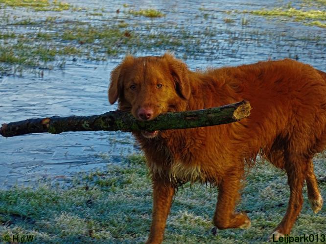 Leijpark013 Beestenboel 1 maart 2022