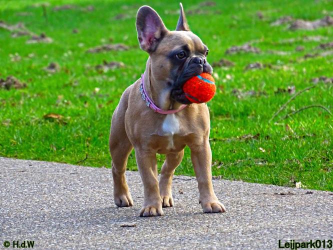 Leijpark013 Beestenboel 1 maart 2022