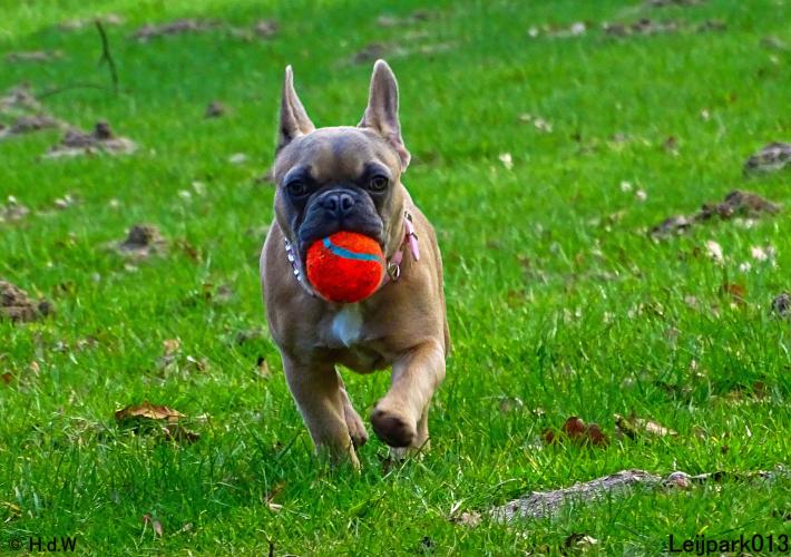 Leijpark013 Beestenboel 1 maart 2022