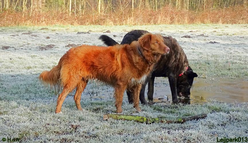 Leijpark013 Beestenboel 1 maart 2022