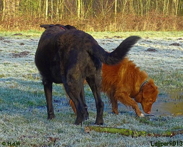 Leijpark013 Beestenboel 1 maart 2022