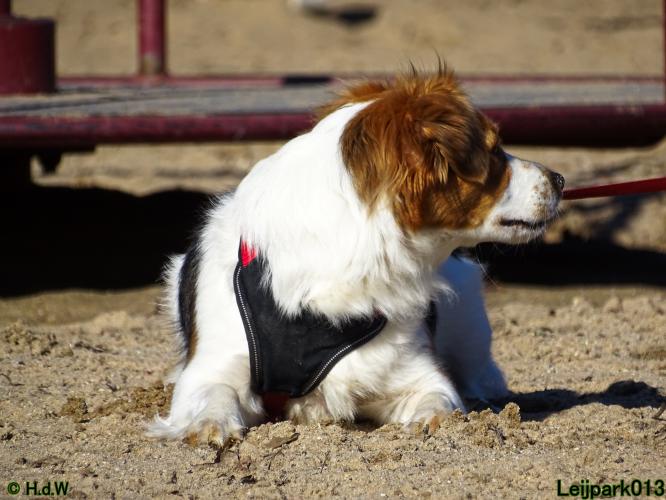 Leijpark013 Beestenboel 1 maart 2022