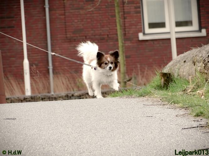 Leijpark013 Beestenboel 1 maart 2022