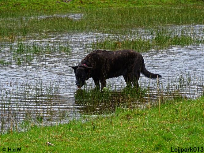 Leijpark013 Beestenboel 1 maart 2022