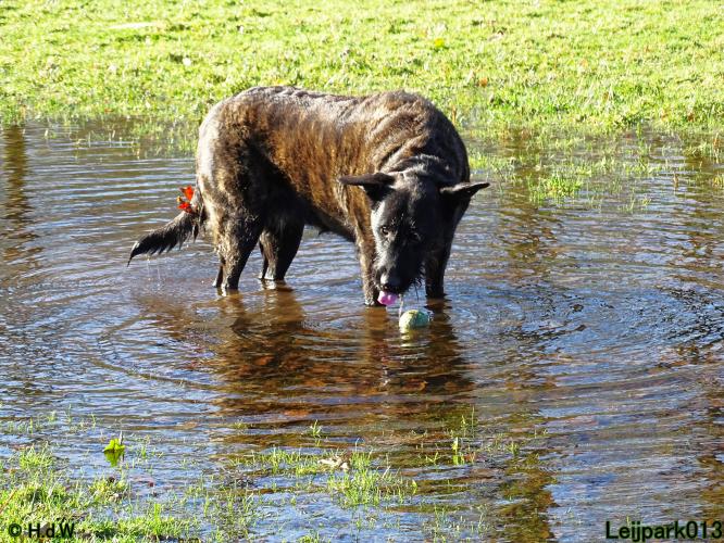 Leijpark013 Beestenboel 1 maart 2022
