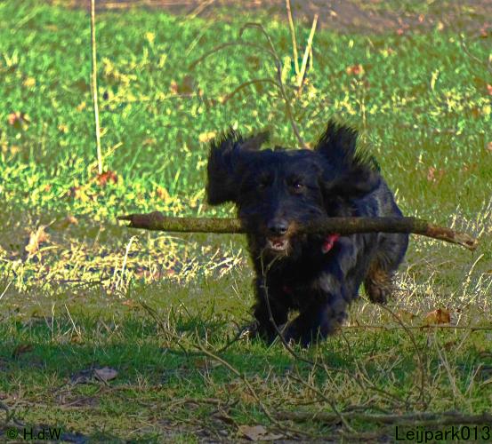 Leijpark013 Beestenboel 1 maart 2022