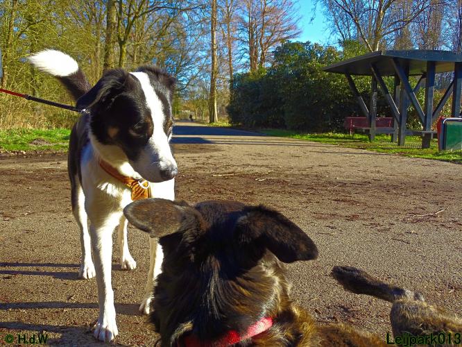 Leijpark013 Beestenboel 1 maart 2022