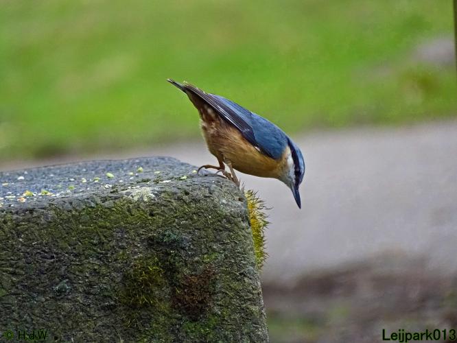 Leijpark013  1 &amp; 2 &amp; 3 &amp; 4 Maart 2022 