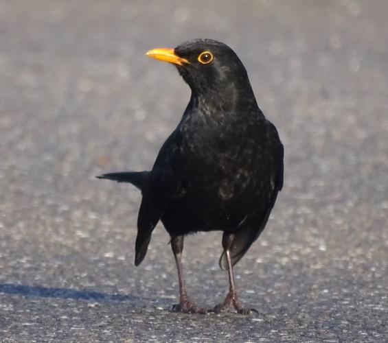 Leijpark013  1 &amp; 2 &amp; 3 &amp; 4 Maart 2022 