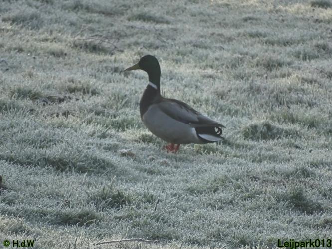 Leijpark013  1 &amp; 2 &amp; 3 &amp; 4 Maart 2022 