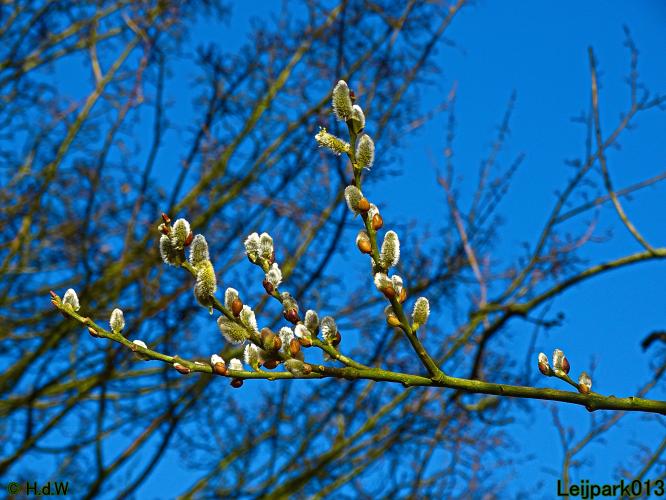 Leijpark013  1 &amp; 2 &amp; 3 &amp; 4 Maart 2022 