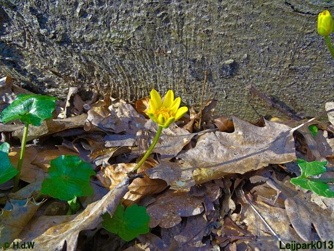 Leijpark013  1 &amp; 2 &amp; 3 &amp; 4 Maart 2022 