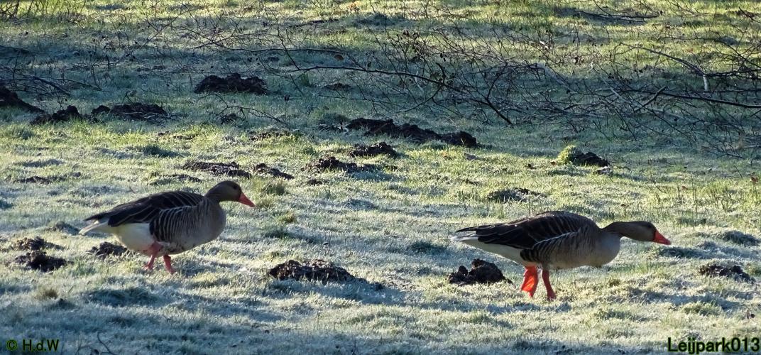 Leijpark013  1 &amp; 2 &amp; 3 &amp; 4 Maart 2022 