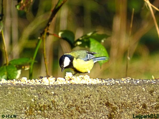 Leijpark013  1 &amp; 2 &amp; 3 &amp; 4 Maart 2022 