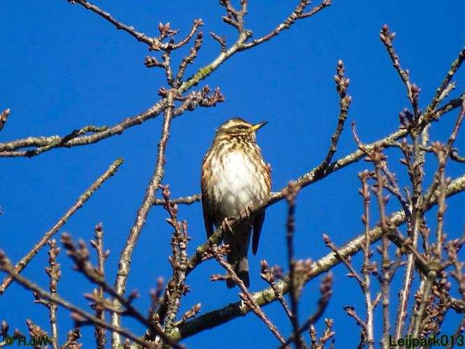 Leijpark013  1 &amp; 2 &amp; 3 &amp; 4 Maart 2022 