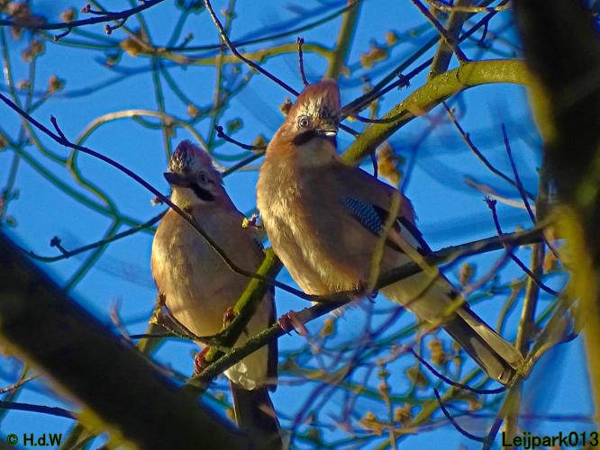 Leijpark013  1 &amp; 2 &amp; 3 &amp; 4 Maart 2022 