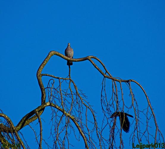 Leijpark013  1 &amp; 2 &amp; 3 &amp; 4 Maart 2022 