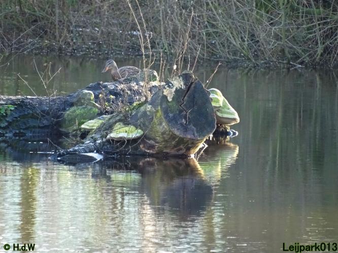 Leijpark013  1 &amp; 2 &amp; 3 &amp; 4 Maart 2022 