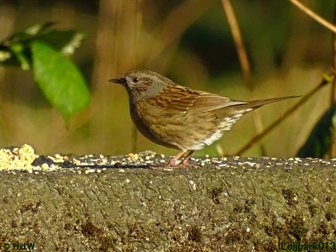 Leijpark013  1 &amp; 2 &amp; 3 &amp; 4 Maart 2022 