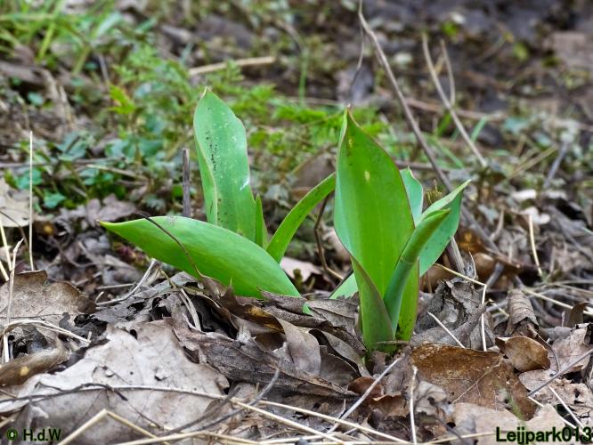 Leijpark013  1 &amp; 2 &amp; 3 &amp; 4 Maart 2022 