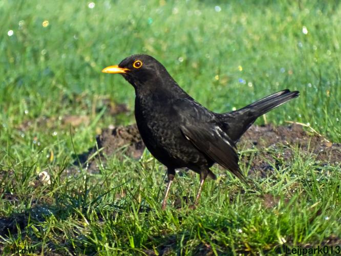 Leijpark013  1 &amp; 2 &amp; 3 &amp; 4 Maart 2022 