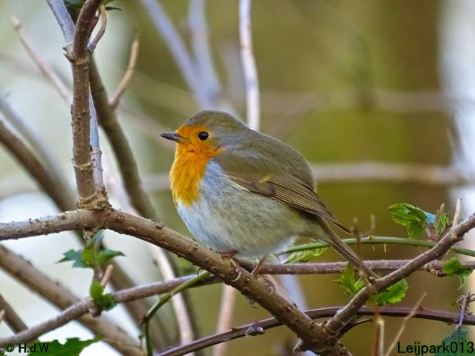 Leijpark013  1 &amp; 2 &amp; 3 &amp; 4 Maart 2022 