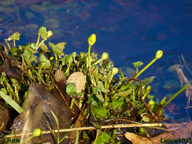 Leijpark013  1 &amp; 2 &amp; 3 &amp; 4 Maart 2022 