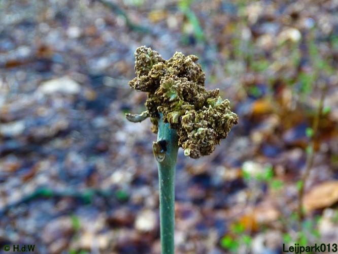 Leijpark013  1 &amp; 2 &amp; 3 &amp; 4 Maart 2022 