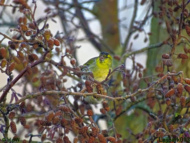 Leijpark013  1 &amp; 2 &amp; 3 &amp; 4 Maart 2022 