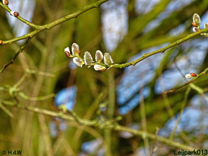 Leijpark013  1 &amp; 2 &amp; 3 &amp; 4 Maart 2022 