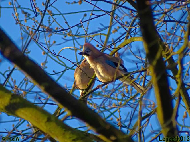 Leijpark013  1 &amp; 2 &amp; 3 &amp; 4 Maart 2022 