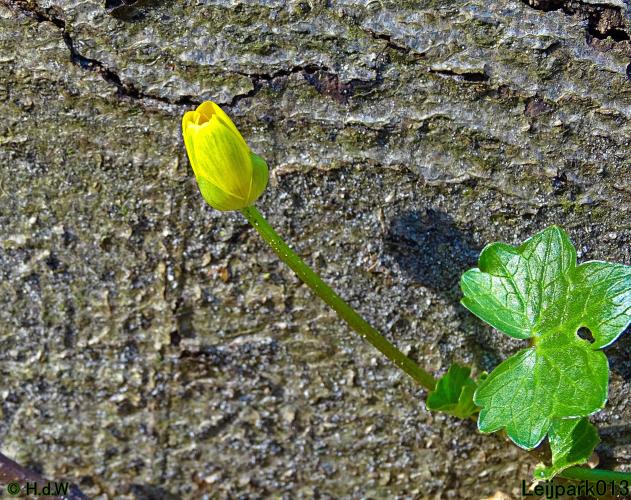 Leijpark013  1 &amp; 2 &amp; 3 &amp; 4 Maart 2022 