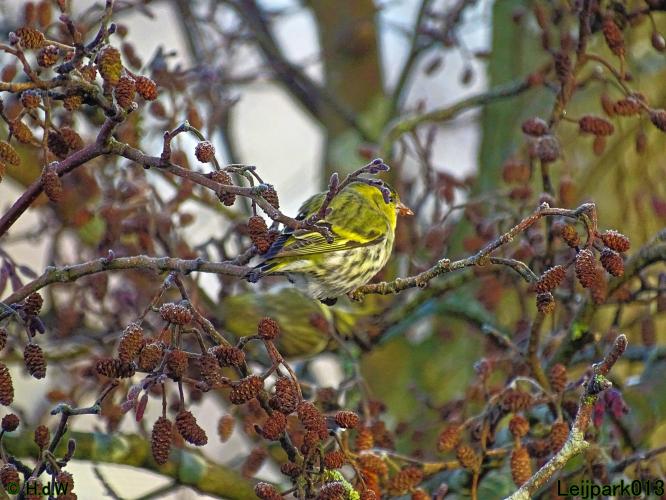 Leijpark013  1 &amp; 2 &amp; 3 &amp; 4 Maart 2022 