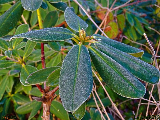 Leijpark013  1 &amp; 2 &amp; 3 &amp; 4 Maart 2022 