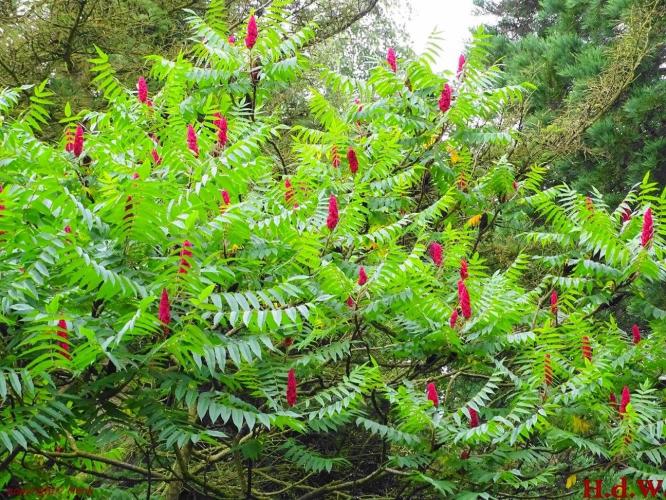 Leijpark013 Azijnboom.