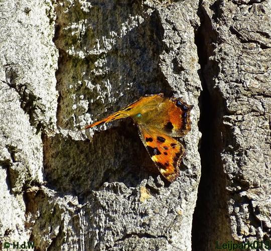 Leijpark013 Grote vos 