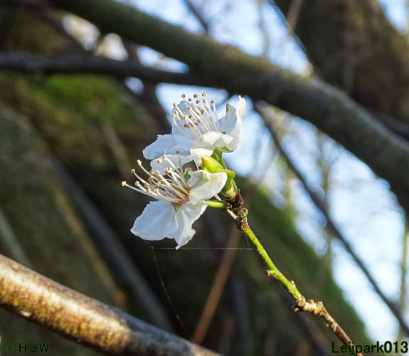 Leijpark013 10 &amp; 11 &amp; 12 &amp; 13 maart 2022