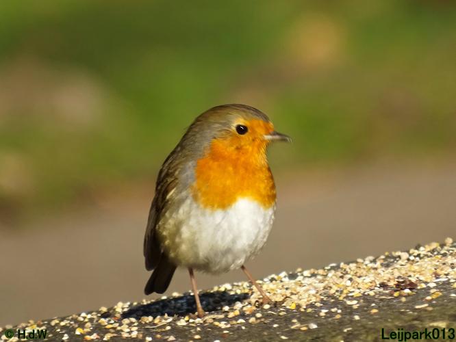 Leijpark013 10 &amp; 11 &amp; 12 &amp; 13 maart 2022